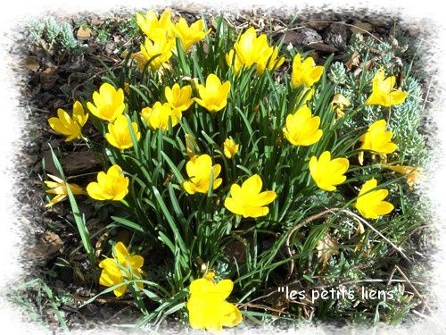 crocus-jaunes-02.2011.jpg