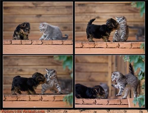 chat chien