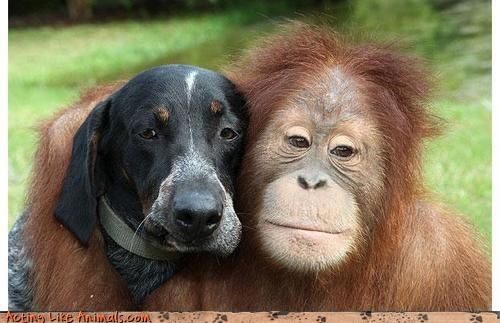 chien-singe.jpg