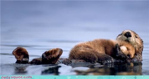 maman loutre et bb