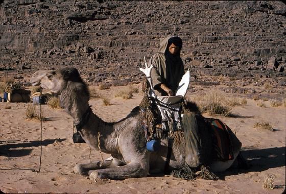 2764313-Tassili camel fitted with saddle-Tassili nAjjer Nat