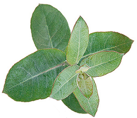 Eukalyptus