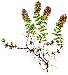 thymian
