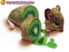 kiwi-1.jpg