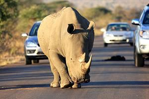 Rhinoceros Afrique du Sud