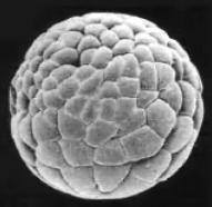 Embryon segmentation
