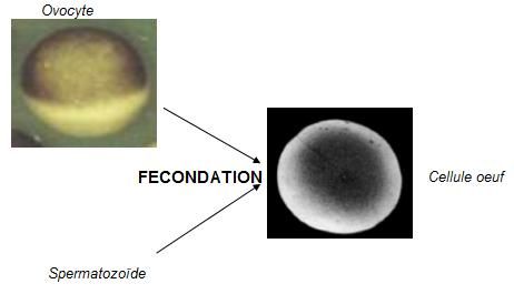 Fécondation