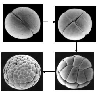 Segmentation