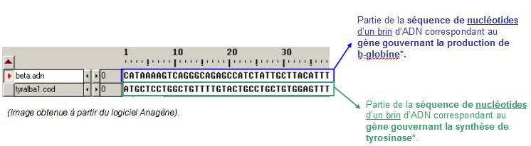 Séquences de nucléotides de 2 gènes