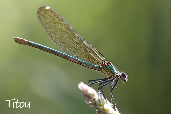 calopteryx_xanthostoma.jpg