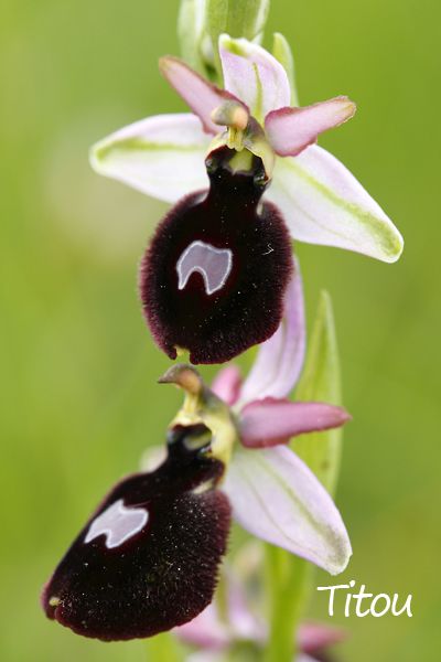 ophrys_magniflora.jpg
