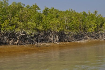 147 mangrove DSC 0807 (2)