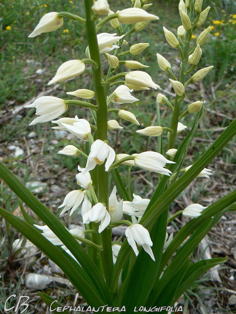 Cephalantera-longifolia-9-05-2010-1.jpg