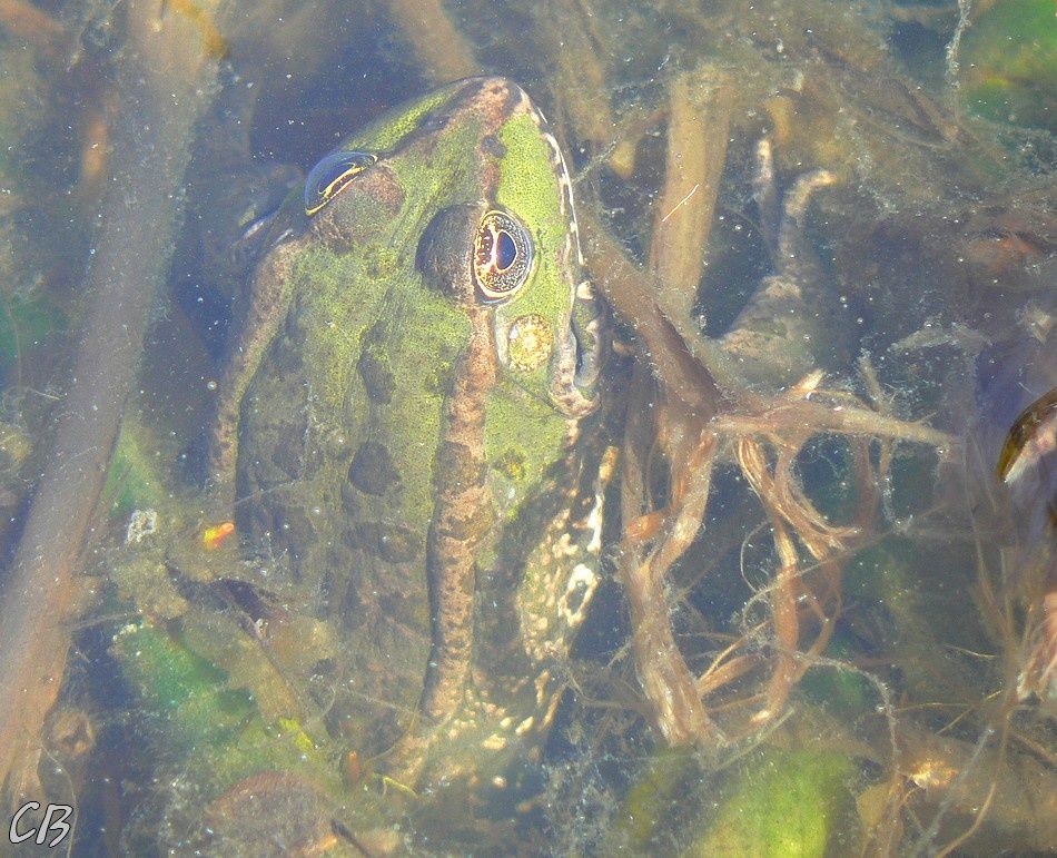 Pelophylax-kl.escantus-Grenouille-verte-29-03-2010.jpg