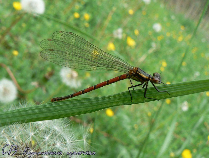 Phyrrhosoma-nymplula-dans-la-soiree-4-05-2010-2.jpg