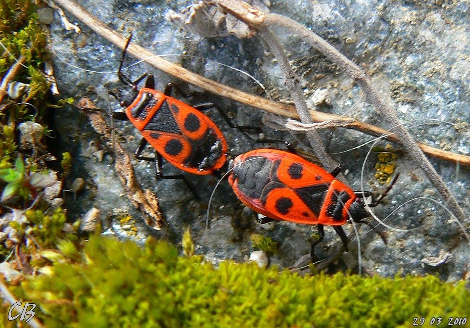 Pyrrhocoris-apterus-Soldat-Gendarme-Suisse-29-03-2010.jpg