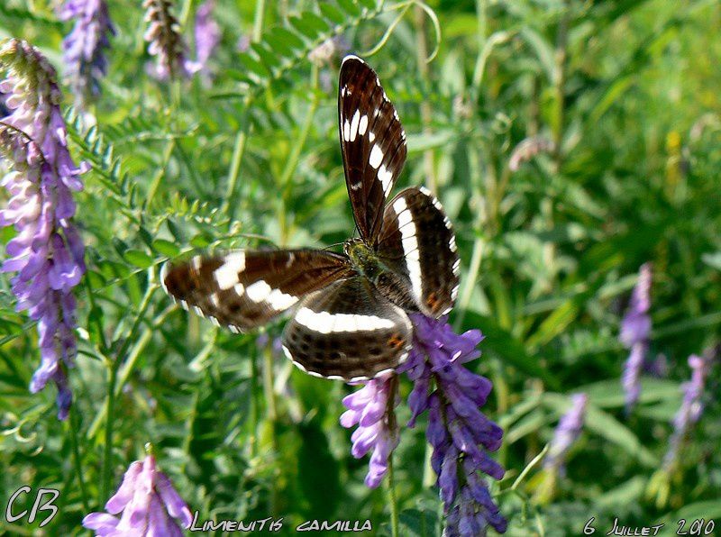 Limenitis-camille-Le-Peti-Sylvain-6-07-2010.jpg