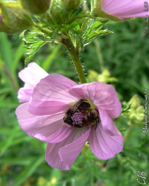 Malva-moschata-L-avec-abeilles-2-26-06-2010.jpg