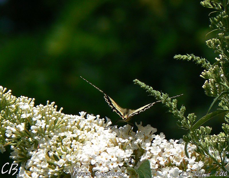 Papilio-machaon--Le-Machaon-du-25-Juillet-2010-4.jpg