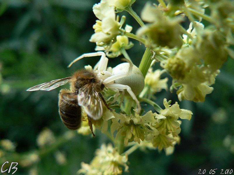 Thomise-ayant-paralyse-une-abeille-20-05-2010-1.jpg