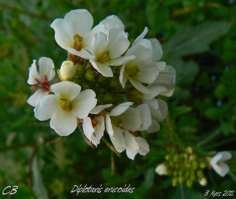 Diplotaxis-erucoides-Roquette-blanche-3-03-2011-Brassicacea.jpg