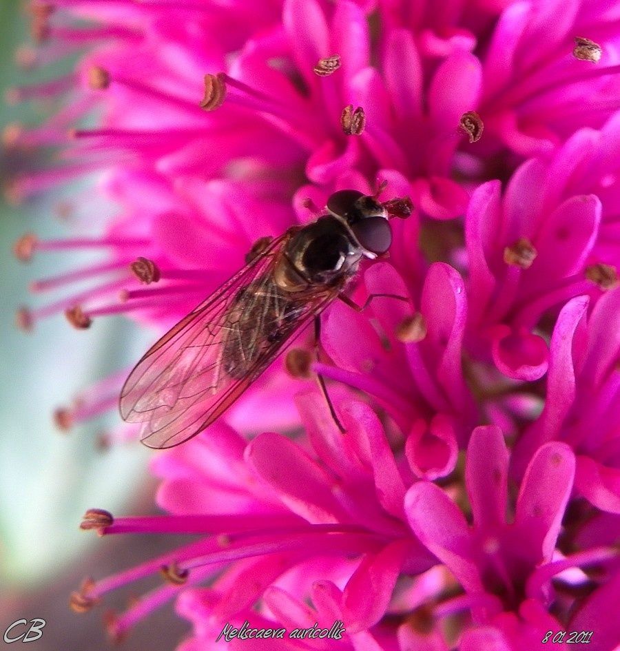 Meliscaeva-auricollis-8-01-2012-3.JPG