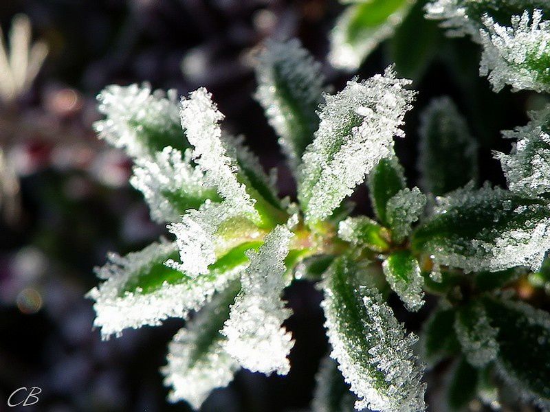 Premier-gel-a-Villasavary-12-12-2012---feuilles--givrees-.jpg