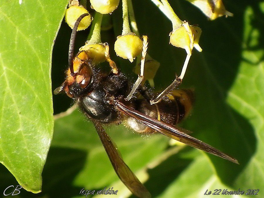 frelon--asiatique-Vespa-velutina-22-11-2012--1.jpg