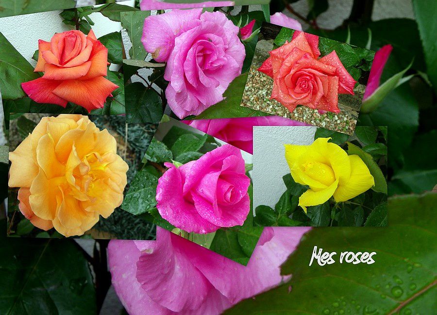 Villasavary-roses-montage-22-mai-2012.jpg