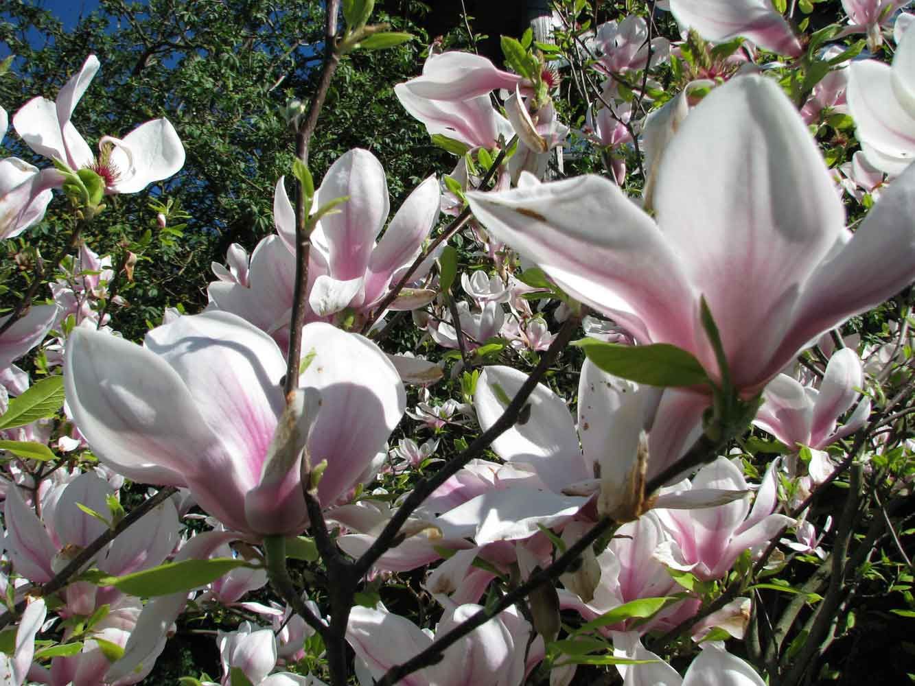magnolia à barthès