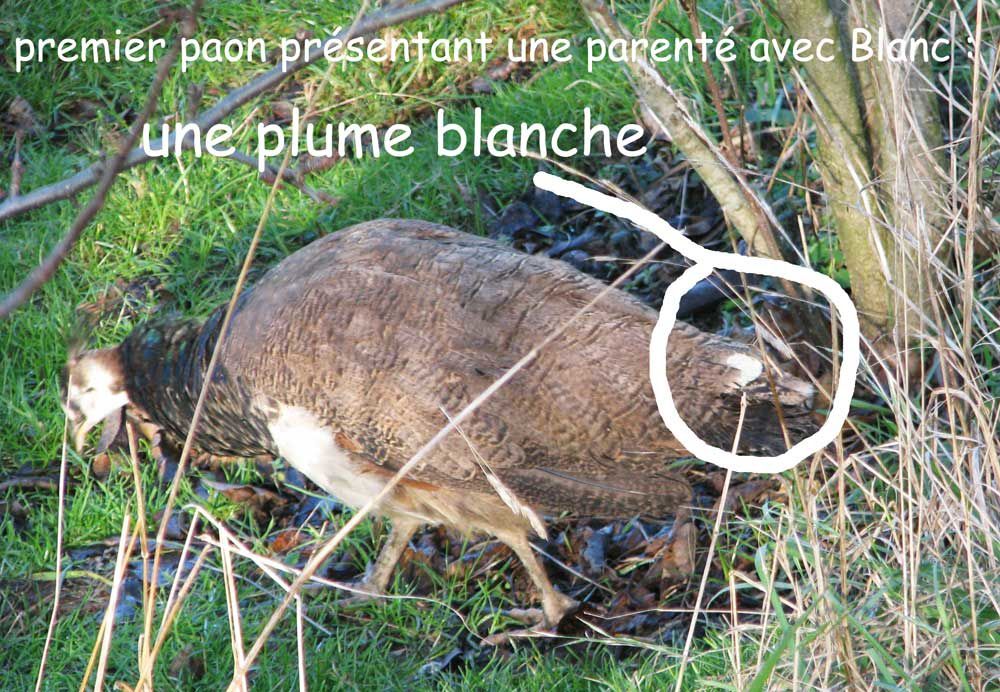 plume-blanche