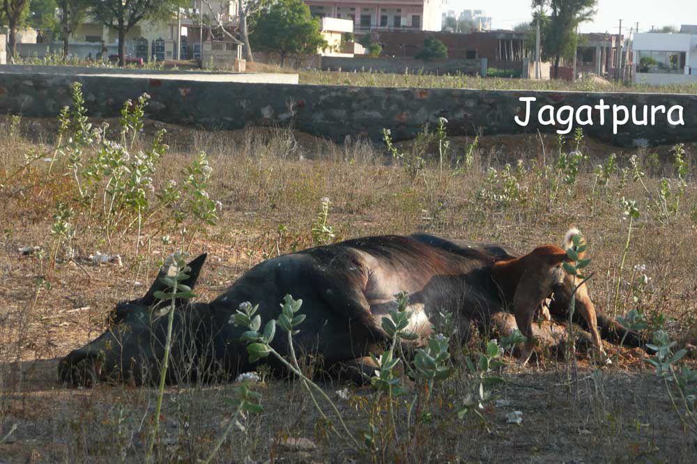 buffle : Shiv-nagar Jagatpura