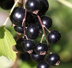 280px-Une_grappe_de_cassis.jpg