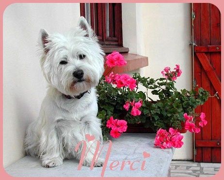 Merci chien