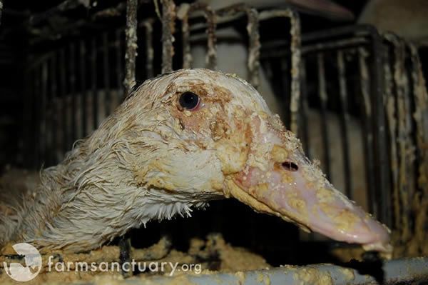 foie-gras-2.jpg