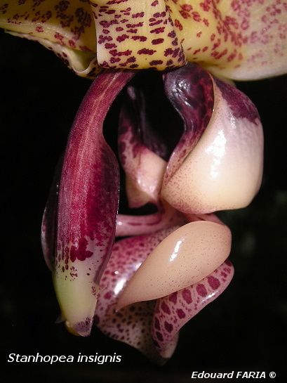 Stanhopea insignis 3