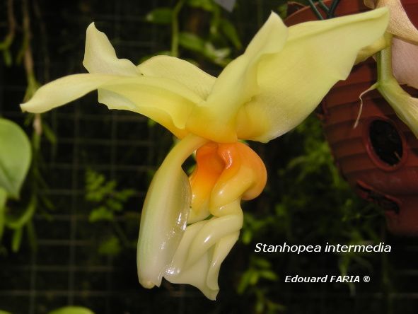 Stanhopea intermedia 1