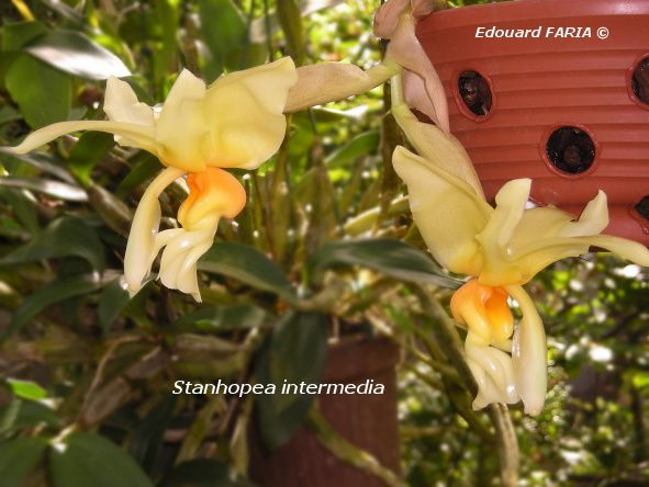 Stanhopea intermedia 2