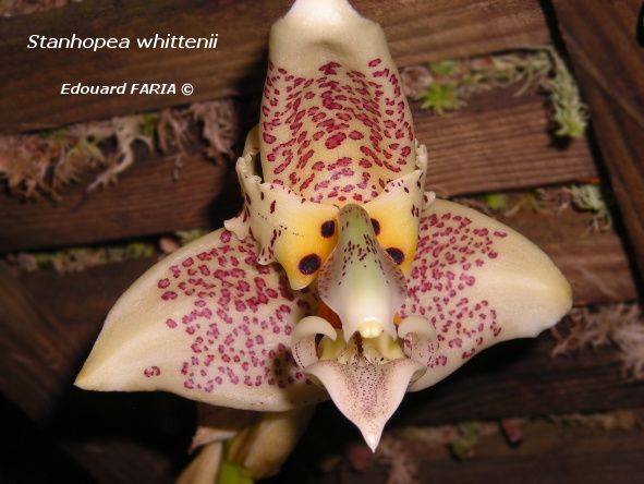 Stanhopea whittenii 2