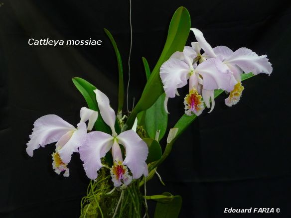 Cattleya mossiae - clone 1 -