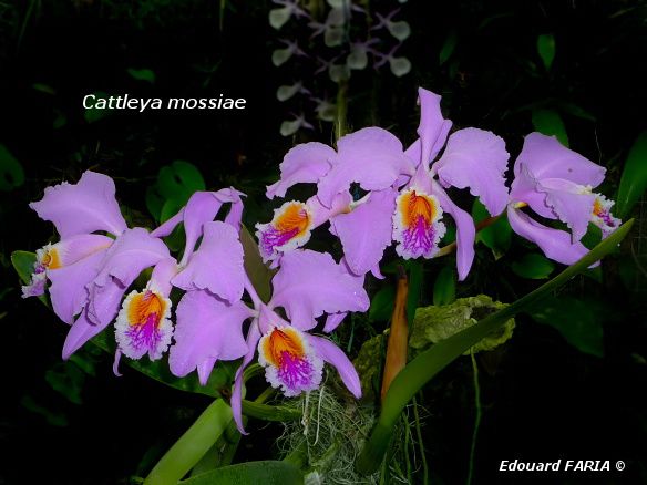 Cattleya mossiae - clone 2 -