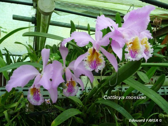 Cattleya mossiae - clone 3 -