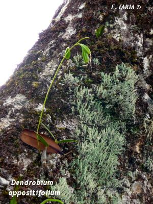 Dendrobium-oppositifolium.jpg