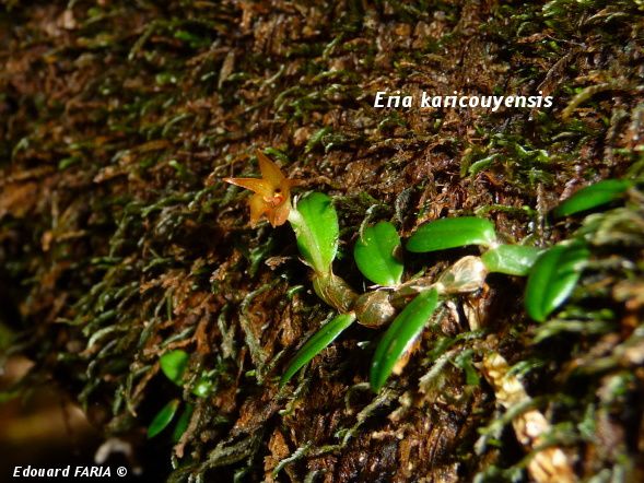 Eria karicouyensis