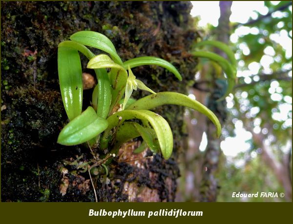 Bulbophyllum-pallidiflorum.jpg