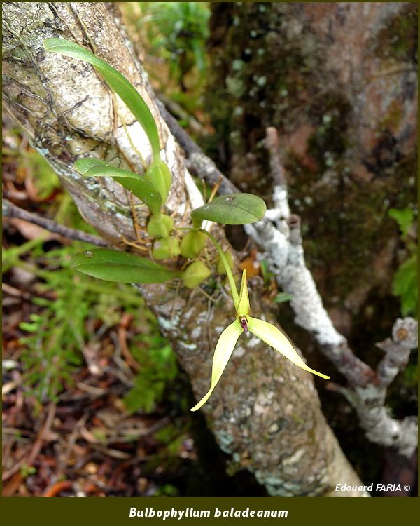 Bulbophyllum baladeanum 1