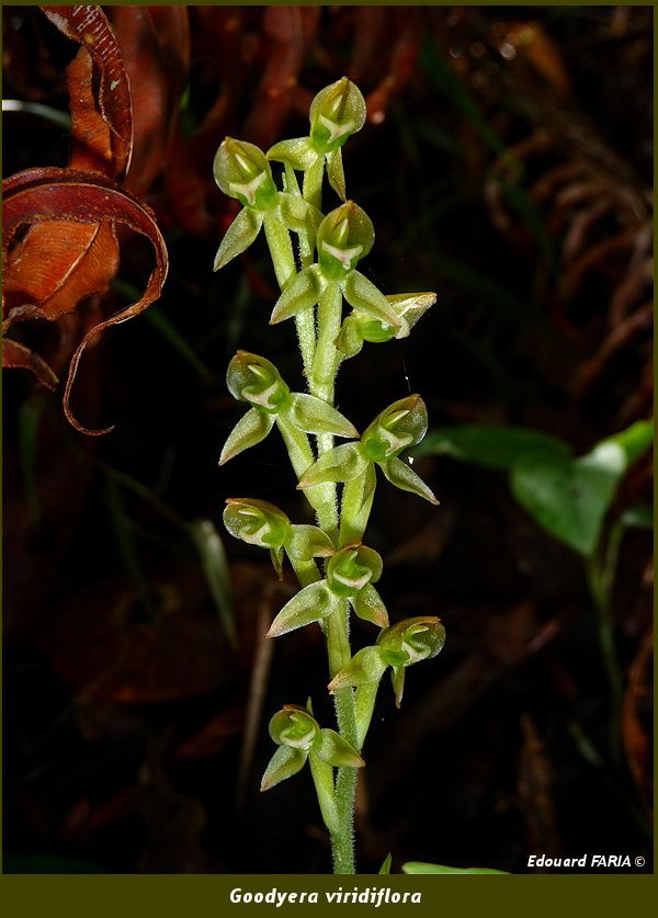 Goodyera viridiflora
