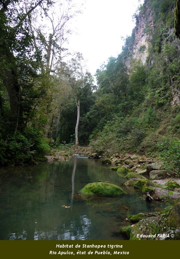 Habitat-de-l-espece---Rio-Apulco--.jpg