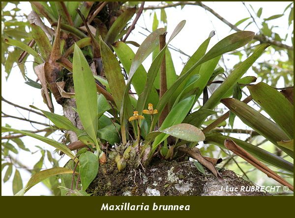 Maxillaria brunnea 1
