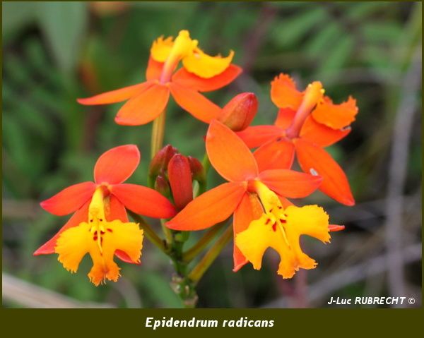 Epidendrum radicans